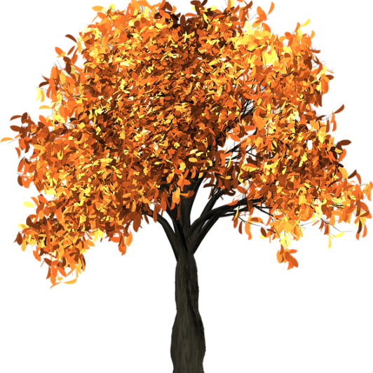 Copponi -Fall -Tree 1